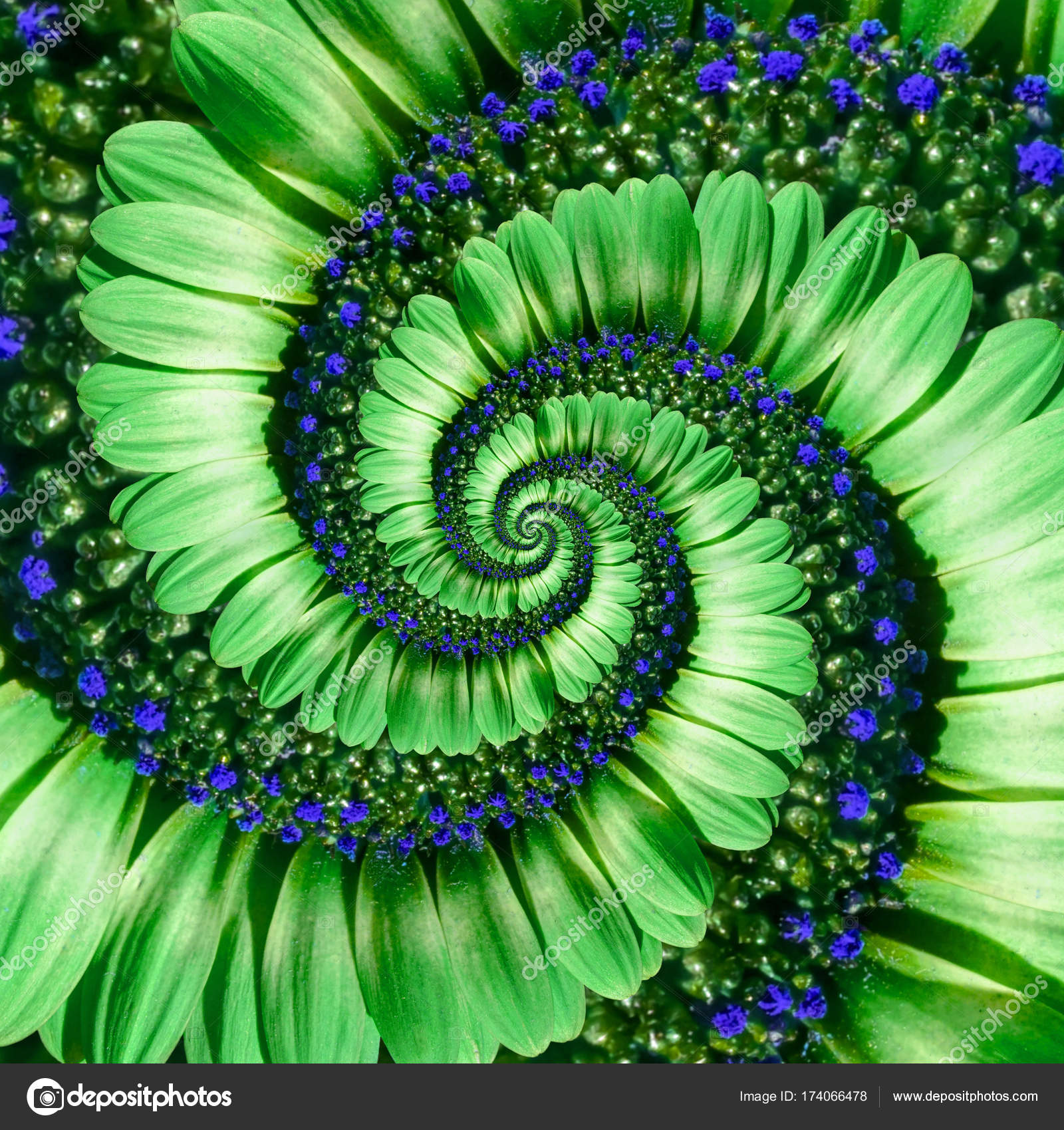 Green daisy flower spiral abstract fractal effect pattern ...