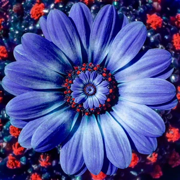 Синий ромашковый цветок повторяющийся абстрактный фрактальный эффект рисунок фона. Синий красный цветок спиральный абстрактный рисунок фрактал. Невероятный цветочный узор на спиральном фоне круга — стоковое фото