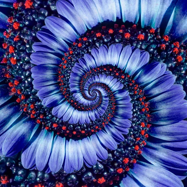 Camomila azul margarita flor espiral abstracto efecto fractal fondo. Azul violeta flor azul espiral patrón abstracto fractal. Increíbles flores patrón círculo redondo espiral fondo — Foto de Stock