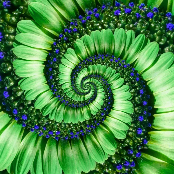 Margarita verde flor espiral abstracto efecto fractal fondo. Flor verde azul marino espiral abstracto patrón fractal. Increíbles flores patrón redondo floral remolino concepto flor fondo — Foto de Stock