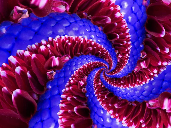 Marineblauwe Rode Bloem Spiraal Abstracte Fractal Effect Patroon Achtergrond Floral — Stockfoto