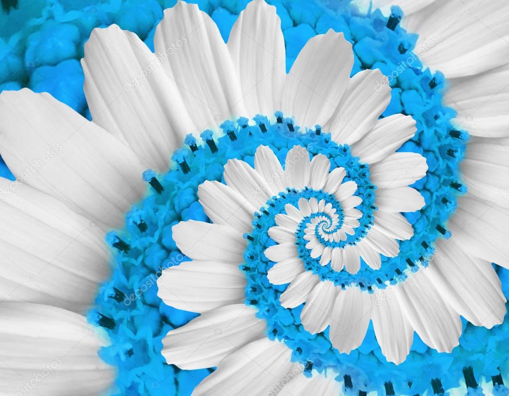 White blue flower swirl camomile daisy kosmeya flower spiral abstract fractal effect pattern fractal background. Twisted blue pastel flower spiral twirl. Distorted surreal flower floral background