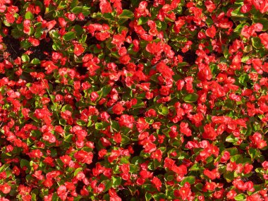 Kırmızı çiçek ve yeşil yaprakları arka plan desen. Birçok çiçeği kırmızı çiçekler zemin