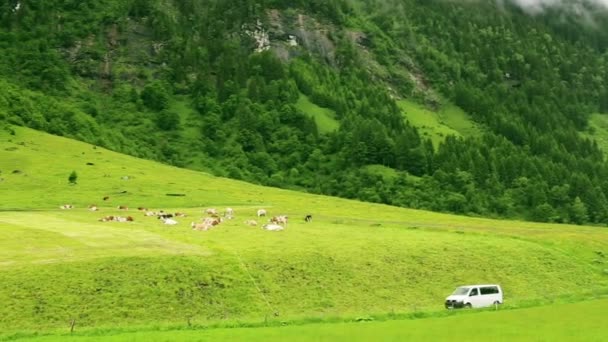 Les vaches paissent dans les montagnes — Video