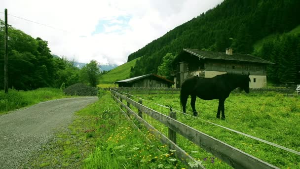 Zwarte paard grazen in de paddock in de bergen — Stockvideo