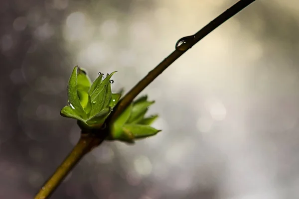 Folhas verdes em um ramo — Fotografia de Stock