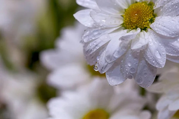 Flores de manzanilla en gotas de agua de cerca —  Fotos de Stock