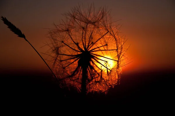 Desejo ao pôr do sol — Fotografia de Stock