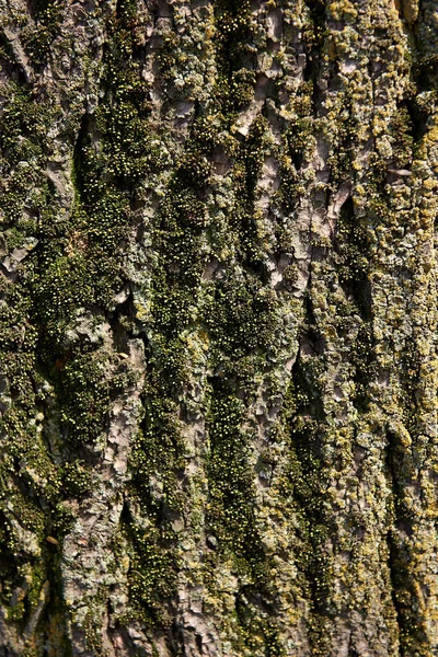 Textura de madera de cerca de la corteza de un árbol con musgo verde en él. Envejecimiento corteza de árbol rugoso fondo vertical . — Foto de Stock