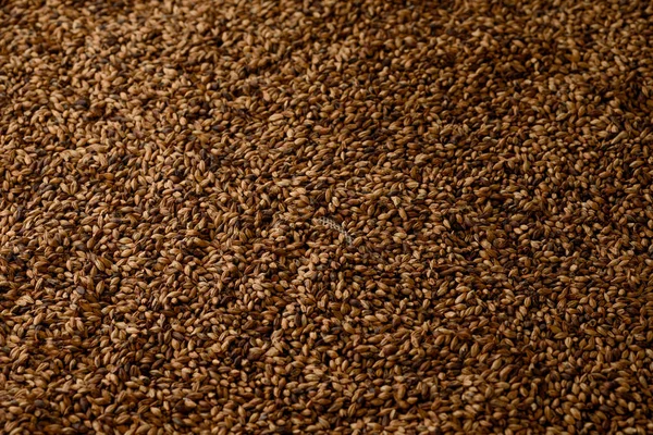 Close photo up of malt grains for darker beers — Stock Photo, Image