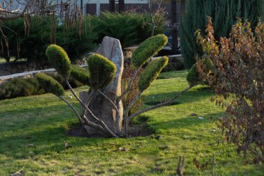 Parktaki güzel ağaç ve büyük bir kaya.