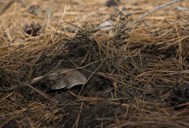 Ormandaki mantar toplayıcı küçük bir mantar buldu.