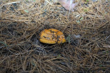 Ormandaki mantar toplayıcı küçük bir mantar buldu.