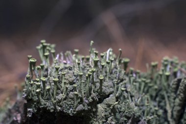 Orman yosunu mantar gibi sessiz yeşil