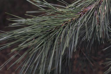 Ormanda çam dalları ve köknar ağaçları koni ile doğal yeşil