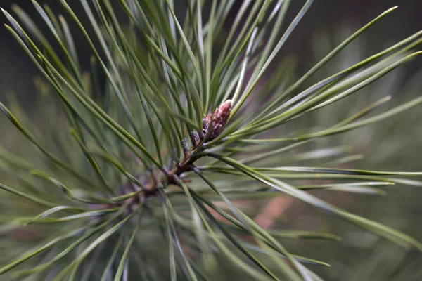 Branches Pins Sapins Dans Forêt Vert Naturel Avec Des Cônes — Photo