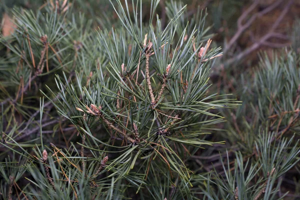 Branches Pins Sapins Dans Forêt Vert Naturel Avec Des Cônes — Photo