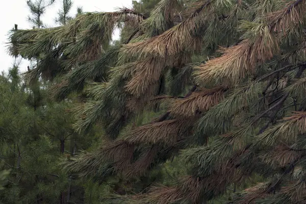 Branches Pins Sapins Dans Forêt Vert Naturel Avec Des Cônes — Photo