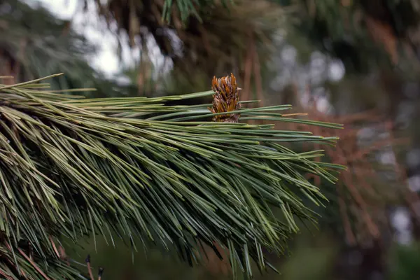 Branches Pins Sapins Dans Forêt Vert Naturel Avec Des Cônes — Photo