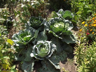 Bahçede beyaz lahana Zengin bir hasat