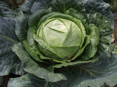 Bahçede beyaz lahana Zengin bir hasat