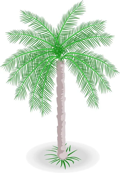 Vector Drawing Palm Tree Shadow — 스톡 벡터