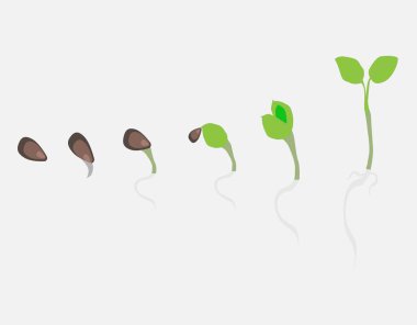 Yeşillik filizlendirme ve yetiştirme aşamaları