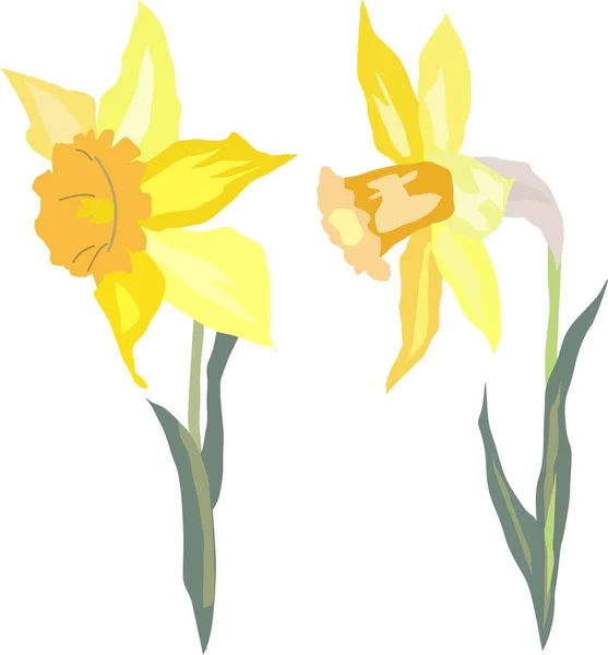 Flores Daffodil Amarelo Com Folhas Ilustração Vetorial — Vetor de Stock