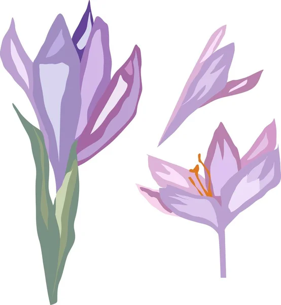 Flores Croco Cores Roxas Ilustração Vetorial — Vetor de Stock
