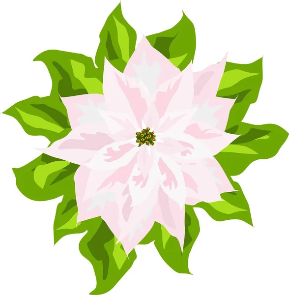 Kwiat Poinsettii Liści Odizolowanych Białym Tle Wektor Ilustracji — Wektor stockowy