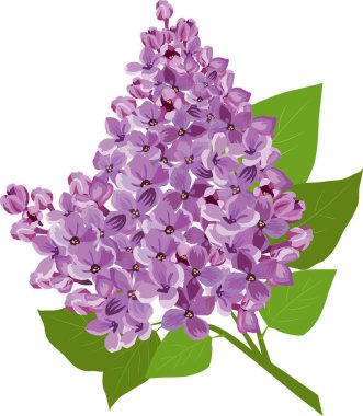 güzel bir leylak çiçeğinin filizi çok güzel bir vektör illüstrasyonudur