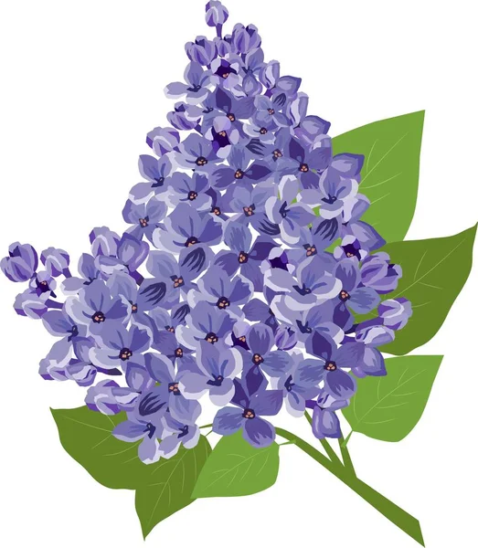 Sprig Beautiful Lilac Flower Very Beautiful Vector Illustration — Stock Vector