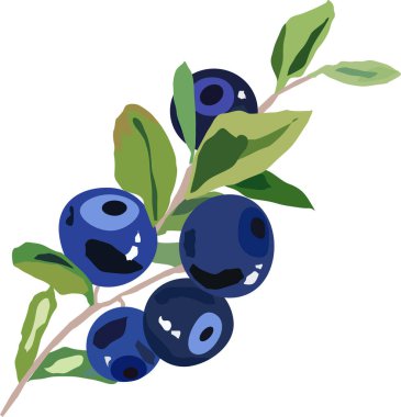 yaban mersini filizi yapraklı yaban mersini vektörü çiziyor