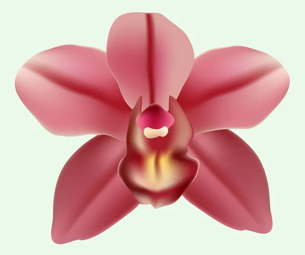 Orchidea Kwiat Różowym Lekkim Tle Wektor Rysunek — Wektor stockowy