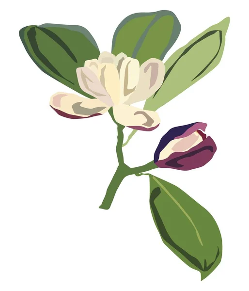 Magnolia Fleur Avec Bourgeon Sur Une Branche — Image vectorielle