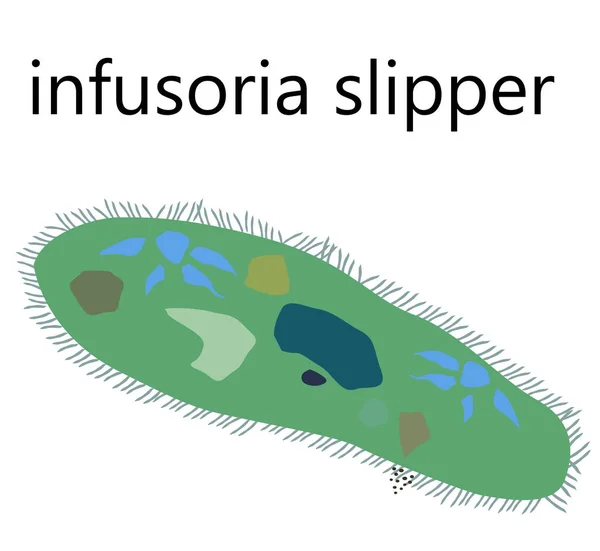 Infusoria Παντόφλα Ένα Είδος Πρωτόζωου Μονοκύτταρου Ζώου Από Την Κατηγορία — Διανυσματικό Αρχείο