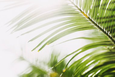 Yeşil palmiye yaprağı