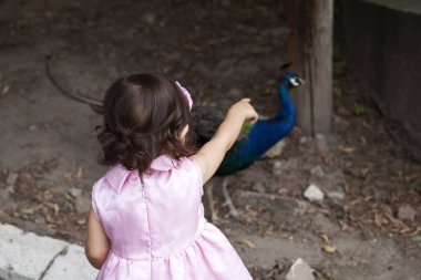 Kız tavus kuşu arıyor