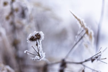 Donmuş tarla bitkileri. Kışın Macro 'nun vurulması. Yumuşak odaklanma. Donmuş dallar.