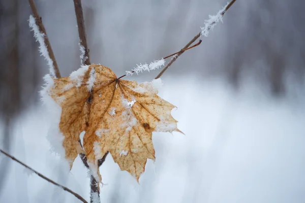 雪地上结冰的叶子覆盖着树枝 冬天的森林 宏观射击在冬天 软焦点 — 图库照片
