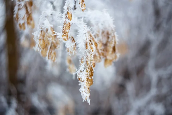 Frozen field plants. Macro shooting in winter. Soft focus. Frozen branches.