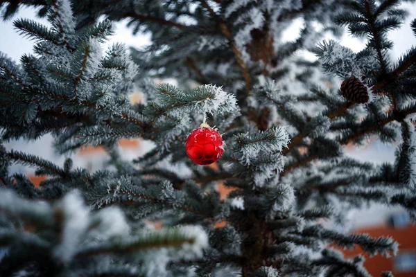 Julgran Snön Med Julboll Makro Skjuten Vintern Mjukt Fokus Frysta — Stockfoto