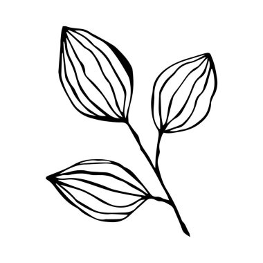 Yaz ve bahar dekorasyonu için tek elle yaprak ve dallar çizdim. Basit yeşil yapraklı ağaç elementleri. Tasarım, logo ve tebrik kartı için Doodle.