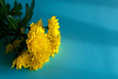 Mavi arka planda yatan sarı çiçekler, sarı sprey kasımpatı. Yumuşak odaklı fotoğraf, makro çekim.