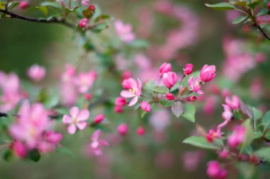 Bahar çiçekleri elma ağaçları, kirazlar. Pembe tomurcuklar, çiçekler. Yumuşak odaklanma, makro çekim. Arka plan bulanık. Çiçek açan bahçe.