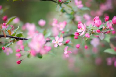 Bahar çiçekleri elma ağaçları, kirazlar. Pembe tomurcuklar, çiçekler. Yumuşak odaklanma, makro çekim. Arka plan bulanık. Çiçek açan bahçe.