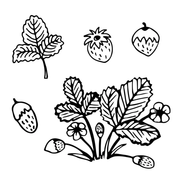 Black White Image Set Strawberry Elements Vector Illustration Hand Drawn — Stock Vector