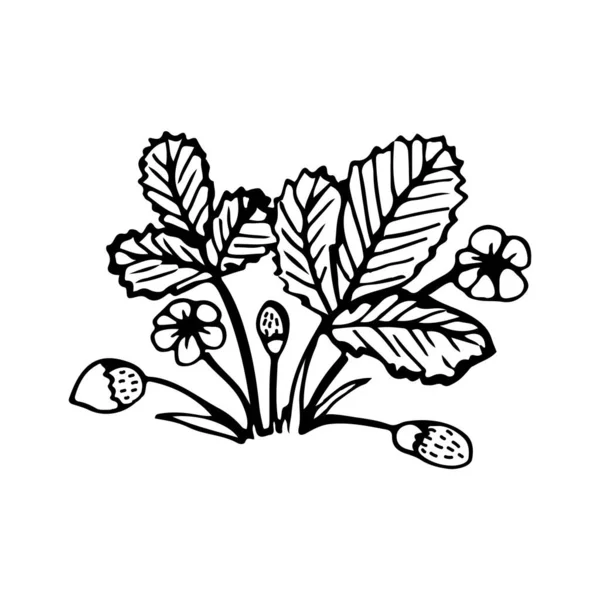 Ασπρόμαυρη Εικόνα Θάμνου Φράουλας Εικονογράφηση Διανύσματος Χειροποίητο Σκίτσο Για Σχεδιασμό — Διανυσματικό Αρχείο