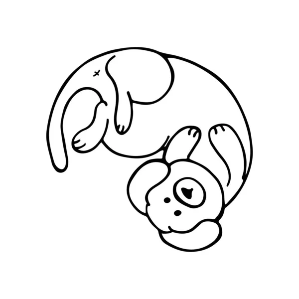 Handgetekende Doodle Hond Liggend Zijn Rug Lineaire Illustratie Vector Afbeelding — Stockvector