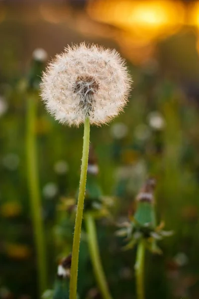 Bunga dandelion di padang rumput — Stok Foto